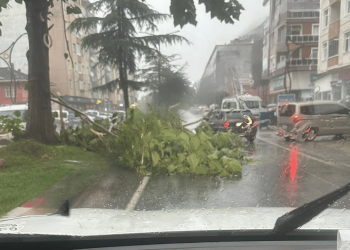 Ardeşen’de fırtınada ağaç devrildi