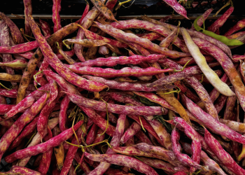 Ardeşen’de barbunya ve fasulye fiyatlarını araştırdık