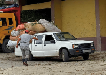 Çayda üçüncü sürgün Ardeşen’de devam ediyor