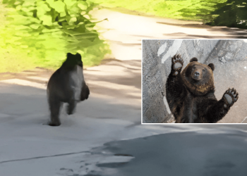 Çamlıhemşin’de ilginç karşılaşma