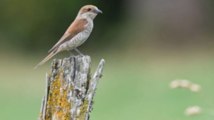 Kızıl Sırtlı Örümcekkuşu’na Mahkemeden Yakalama Yasağı Kararı