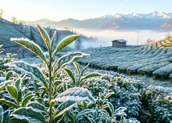 Doğu Karadeniz’de zirai don uyarısı yapıldı